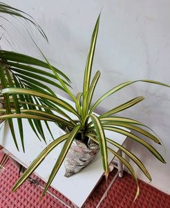 Pack 2 Nevernever &amp; Pandanus veitchii Plant 🪴&amp;Pot