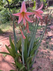 Amar Lily  3 Plants With Bulb