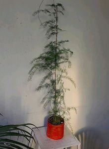 Shatawari 🪴 शतावरी  Plant