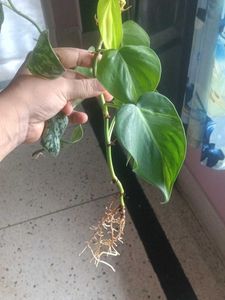 Philodendron Brasil Plant Cutting