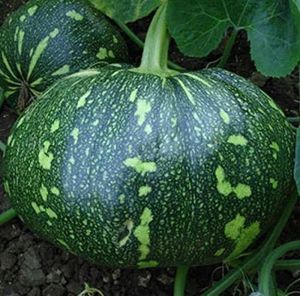 Green Pumpkin Seeds