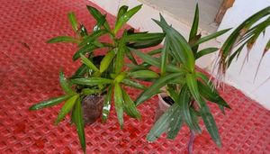 Set 2 Mosen Plants