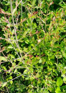 gorintaku Leaves (Henna For Hair)