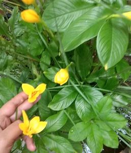 Brand New Piece Yellow Rain Lily Flowers Bulb