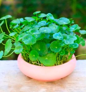 Pennywort Plant/ Coin Plant+ Money Plant Pothos