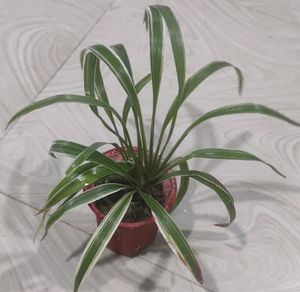 Chlorophytum Laxum Plant 🌵&amp;Pot
