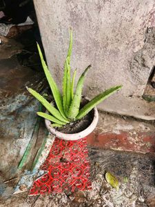 Aloe Vera Plant
