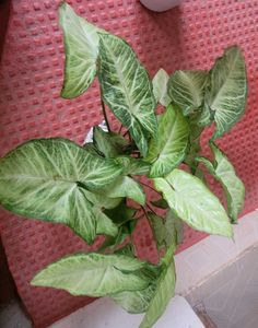 2 set Caladium Pink Splash &amp; arrohead Plants🪴