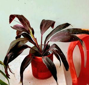 Dracaena Plant🪴 &amp; pot