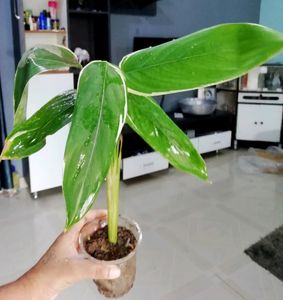 never-never &amp; Zebrina plant 🌱,Pack 2