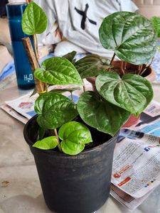 Banarasi Betel Leaves Plant (Large)