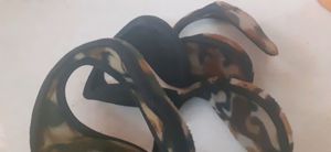 3 Tiger print Ear cuff for winter