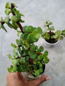 4 Plant With rooted