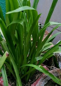 🌵 Plant Cheers Crinum Lily