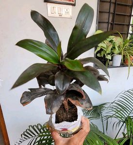 Syngonium Plant 🌵