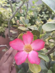 Desert Rose Plant