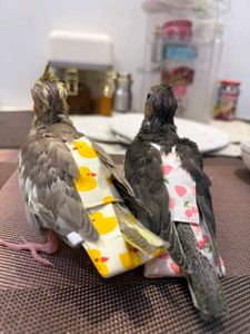 🐦Birds Cute Baby Diapers - Pack of 4🐦