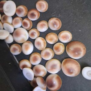 108 Natural Gomti Chakras (sacred operculum shells