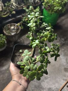 Original Jade Plant Bonsai