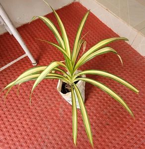Pandanus veitchii Plant 🪴