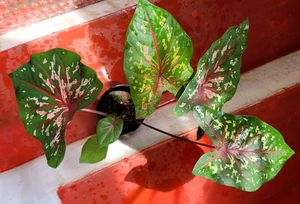 Caladium bicolor Plant 🌱&pot