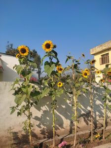 One Flower Of Sunflower (70-80 Seed )