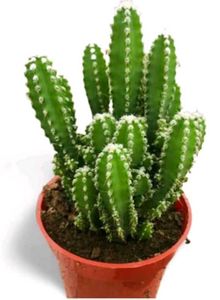 Small Cactus Plant in White Pot