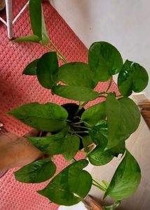 Set 2 Money Plant &amp; Syngonium Plans