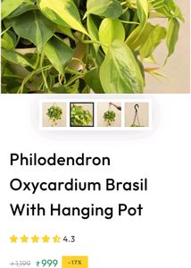 BESTSELLER 🌿🌿  Philodendron Brasil
