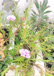 Beautiful Pink Flowering Plant