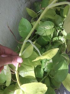 Golden Pothos - Easy Indoor Plant