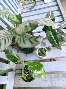 Plants Mix Combo
