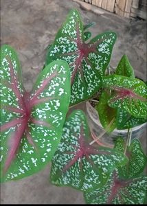 mixed plants
