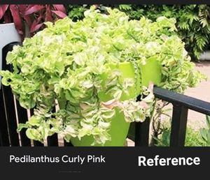 Similar 2 Different Varieties.