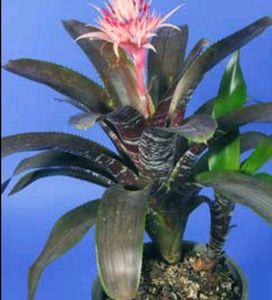 Combos Moses in the Cradle Plant 🪴
