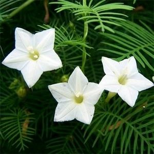 Red & White Cypress Vine