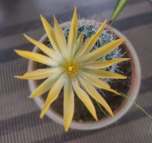 ball Flower Cactus