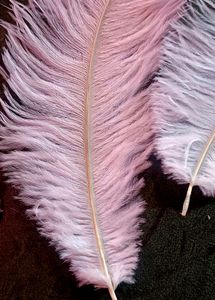 Feather For Nikkha Pen