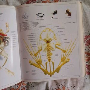 DK Ultimate Visual Dictionary Book