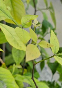 Healthy Belpatra Plant 🪴 (pack of 10 )