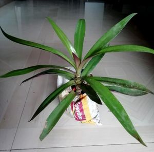 Pack 2 🌱.Pandanus veitchii &amp; Moses Plants 🌿&amp; Pot