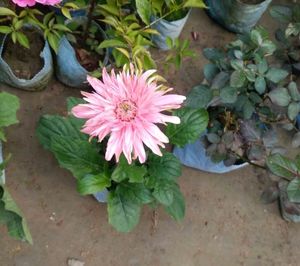 Gerbera