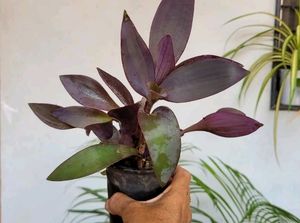 Pack 2 Beautiful heart Purple 💜 &amp; Tulsi Plants