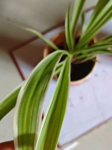 Set of Two Spider Plants Saplings