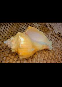 Natural Seashell Decor