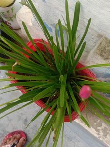 Pink Rain Lily Blooms