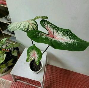 Pack 2 Syngonium &amp;calcium cherryplant 🌵