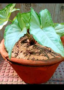 Combo Plant