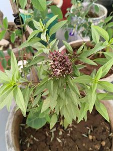 Healthy Basil Plant