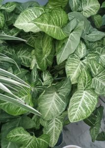 Beautiful Assorted Houseplants